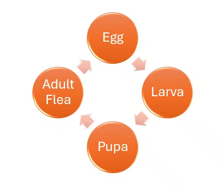 Life cycle of a flea